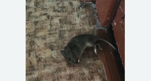 Дезинфекция от мышей в Знаменске