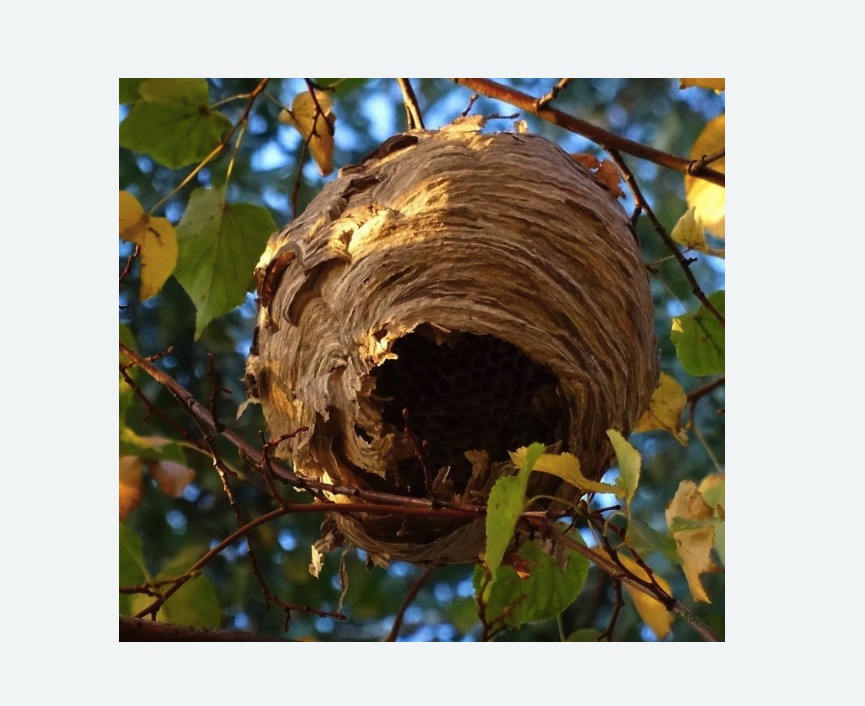 Обработка от шершней в Знаменске