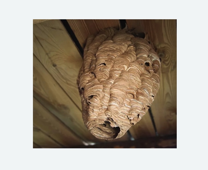 обработка от шершней в Знаменске