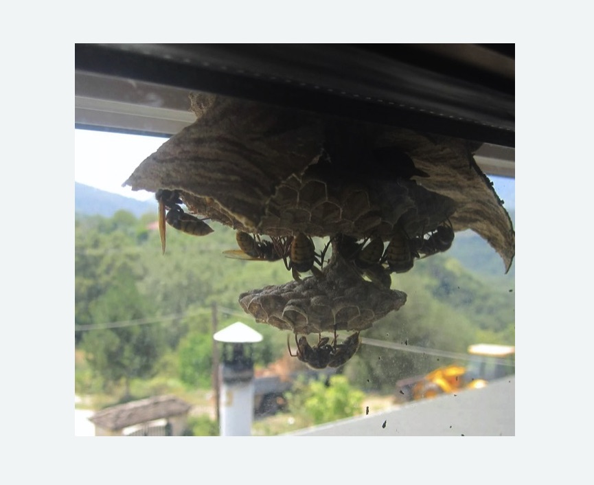 Уничтожение гнёзд шершней в Знаменске