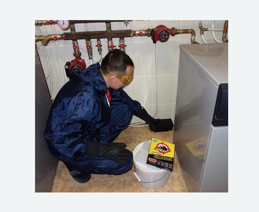 Уничтожение крыс в Знаменске