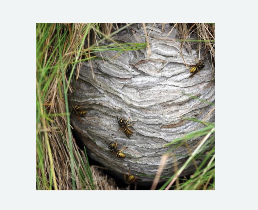 Уничтожение ос и ульев в Знаменске